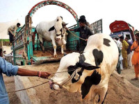 dealers of sacrificial animals have been ordered by multan admin to sell only in designated areas photo file