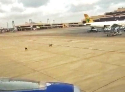 dogs that strayed on to runway shot dead