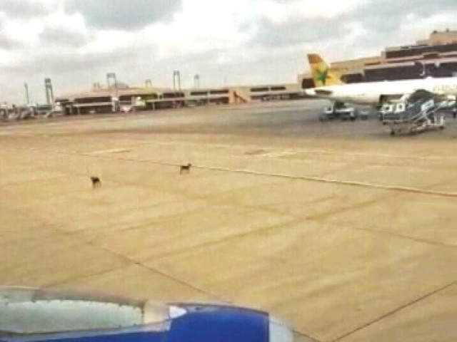 a screen grab of a social media video shows the two stray dogs at the jinnah international airport before they were shot dead by airport officials photo express a screen grab of a social media video shows the two stray dogs at the jinnah international airport before they were shot dead by airport officials photo express