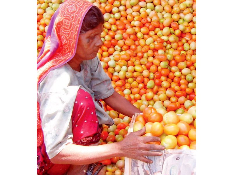 the growers of tomatoes and vegetables are forced to sell their produce cheaply due to a lack of proper storage photo file