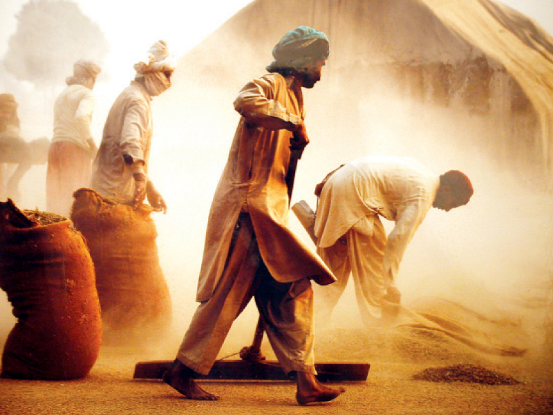 this picture by sikandar hayat of farmers in hafizabad working to dry the paddy harvest got the first prize photo abid nawaz express