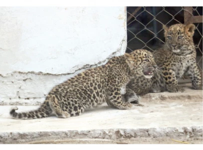 rescued leopard cubs find refuge with iwmb