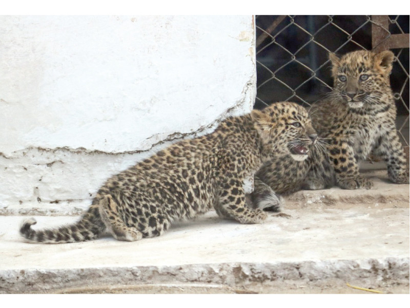 the khyber pakhtunkhwa wildlife department has transferred two month old cubs nilo and sultan to the iwmb photo app