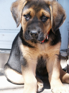 puppy drives car into massachusetts pond owner says