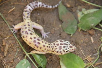 leopard geckos fetch good money for hunters as trade continues to destroy ecosystem