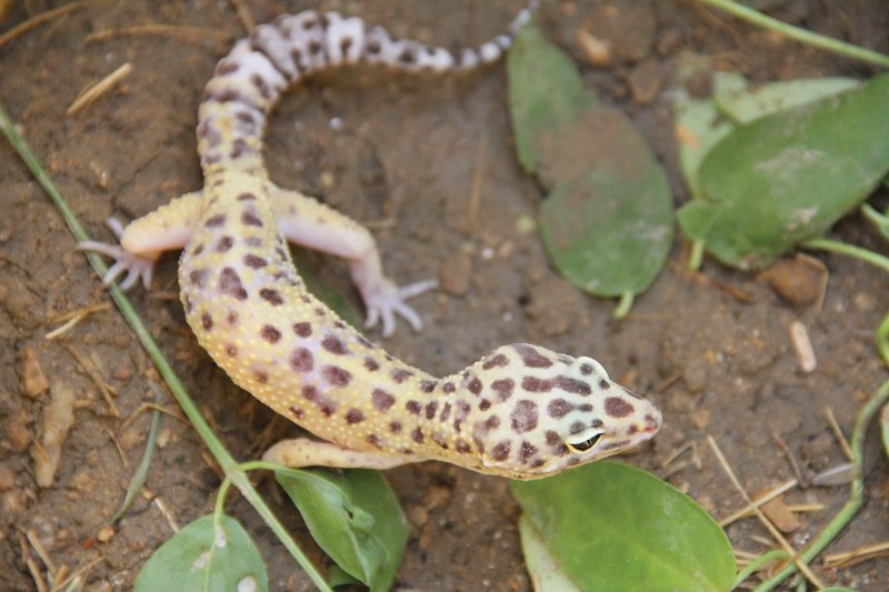 Selling leopard hot sale geckos