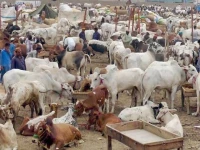 dc suspends officials over cattle market lapses