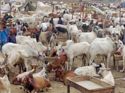 dc suspends officials over cattle market lapses dc suspends officials over cattle market lapses