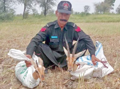 two rare deer recovered from smugglers in khairpur two rare deer recovered from smugglers in khairpur