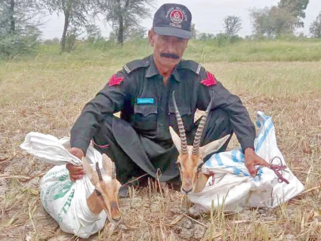 two rare deer recovered by sindh wildlife department during an anti smuggling operation in khairpur photo express two rare deer recovered by sindh wildlife department during an anti smuggling operation in khairpur photo express