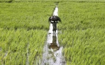 pti demands agricultural emergency