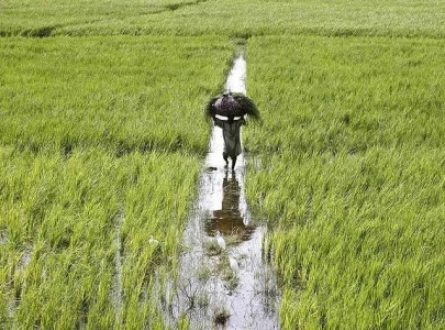 pti demands agricultural emergency