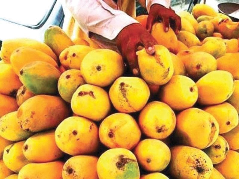 the festival will have over 500 stalls of different kinds of mangoes photo file