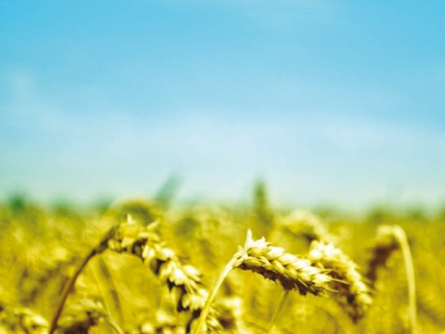 icci president says it is important to boost per acre yield photo file icci president says it is important to boost per acre yield photo file