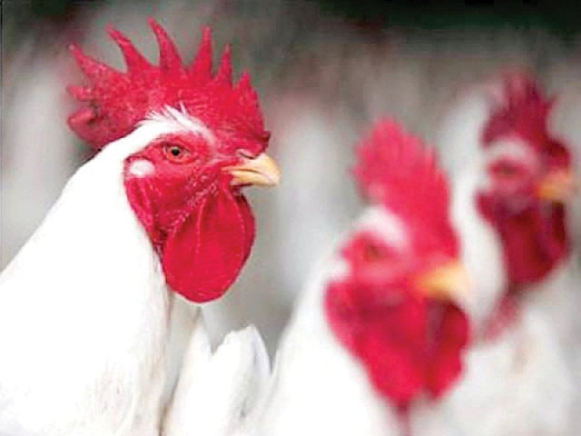 prices of beef and mutton are very high as compared to chicken which has helped in expanding the poultry business across the county photo afp prices of beef and mutton are very high as compared to chicken which has helped in expanding the poultry business across the county photo afp