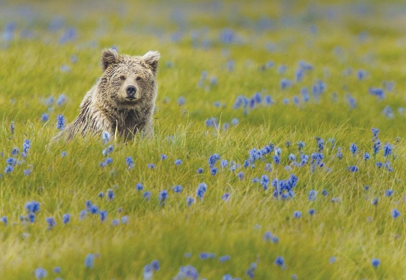 malik recently released a documentary titled deosai the last sanctuary on the endangered brown bear found in the deosai plateau himalayan region photos walkabout films