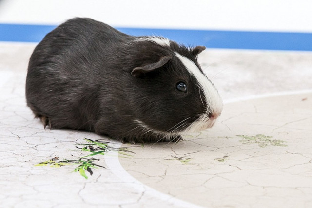 this picture released on june 6 2014 by international development charity swissaid shows a guinea pig called quot madame shiva quot photo afp this picture released on june 6 2014 by international development charity swissaid shows a guinea pig called quot madame shiva quot photo afp