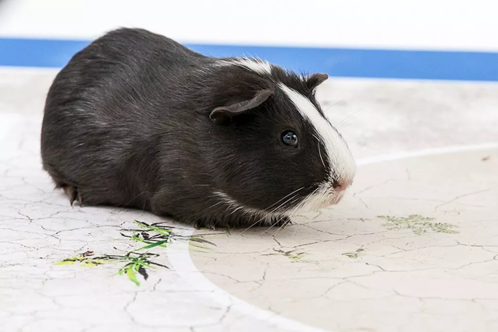 this picture released on june 6 2014 by international development charity swissaid shows a guinea pig called quot madame shiva quot photo afp this picture released on june 6 2014 by international development charity swissaid shows a guinea pig called quot madame shiva quot photo afp