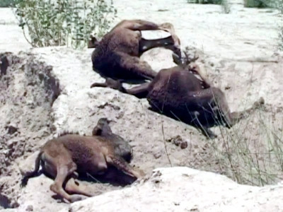 humane concern animal rights activists regret camels death