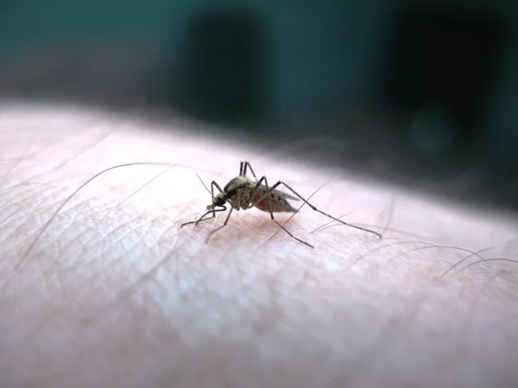 quot malaria is debilitating and often fatal and we need to find new ways of tackling it quot said study leader andrea crisanti a professor at imperial college london photo file quot malaria is debilitating and often fatal and we need to find new ways of tackling it quot said study leader andrea crisanti a professor at imperial college london photo file