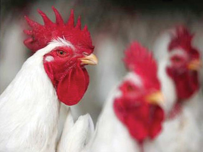 project to distribute 3 5m chickens approved