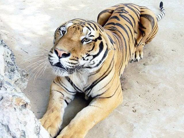 bengal tiger named marcus was between eight to 10 years old and had been critically ill for the last four months photo online