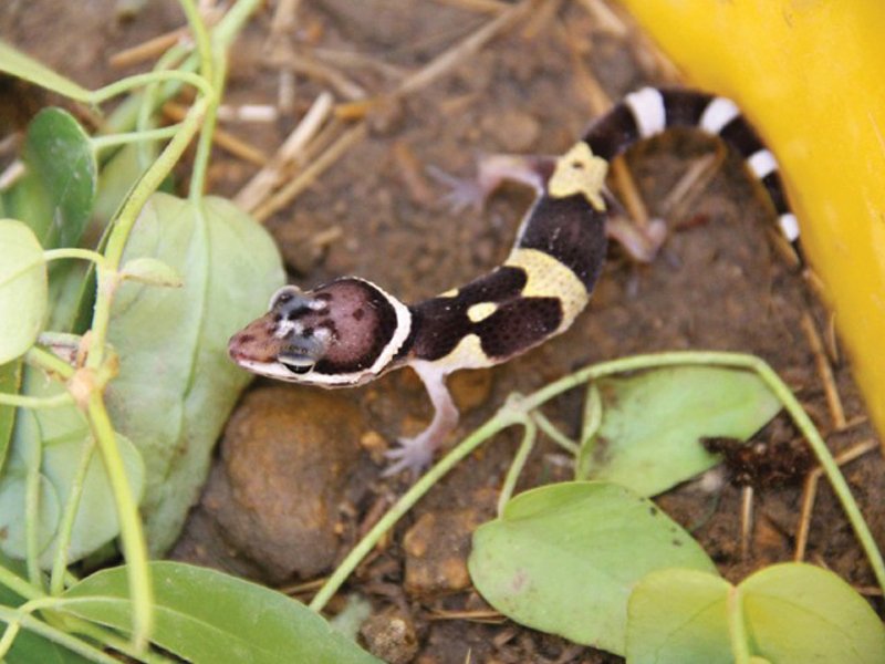 Springing into action: Sindh bans trade of leopard geckos, scorpions