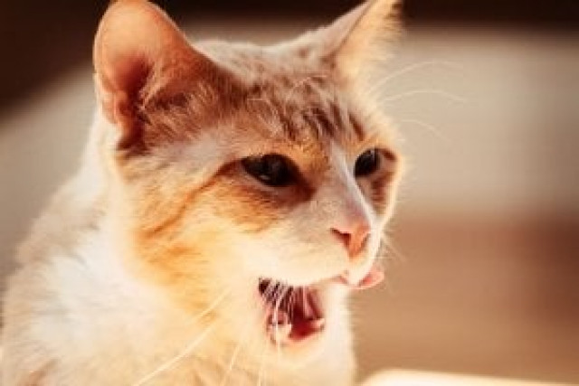 the couple who had taken in lux the cat have given him up photo free images the couple who had taken in lux the cat have given him up photo free images