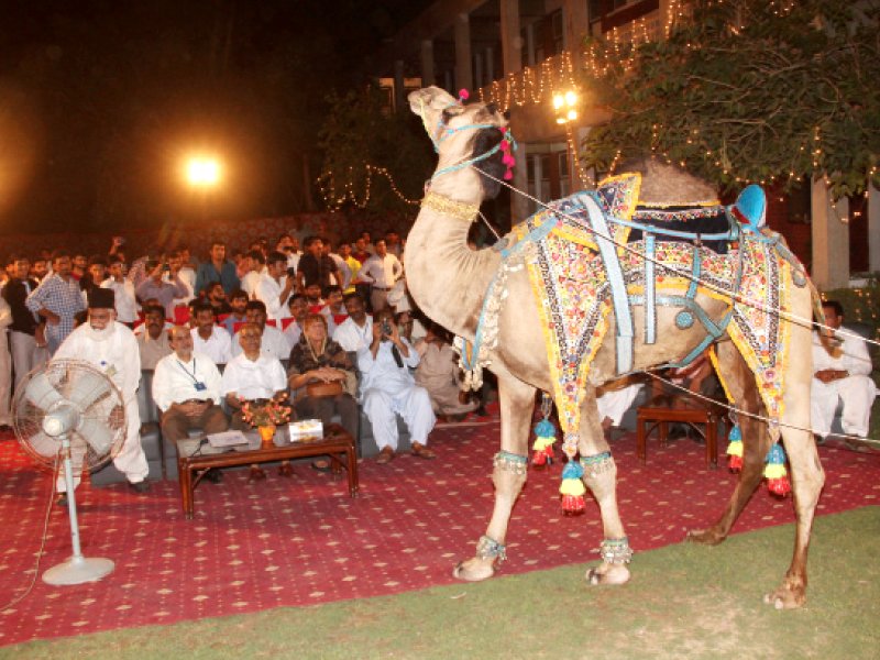 a camel adorned with decorative cloth and tassels was brought to the seminar at university of agriculture faisalabad photo express