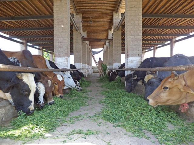 animals have capability but they need proper hygiene and care which is provided at modern dairy farms photo farooq baloch express animals have capability but they need proper hygiene and care which is provided at modern dairy farms photo farooq baloch express
