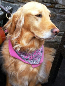 dog found nearly two years after going missing in california forest