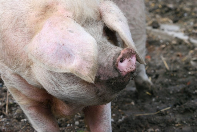 us pigs raised with a taste for and of whiskey us pigs raised with a taste for and of whiskey