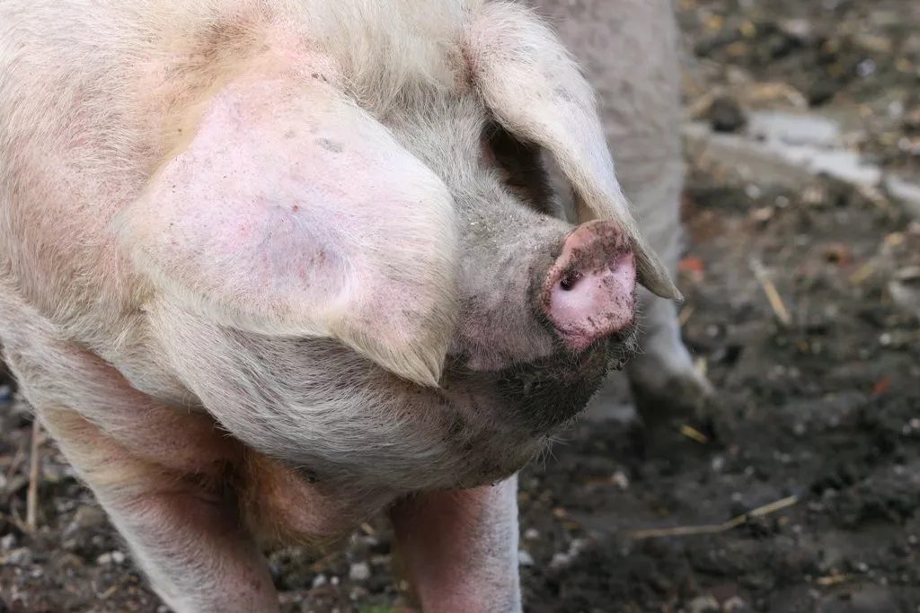 us pigs raised with a taste for and of whiskey us pigs raised with a taste for and of whiskey