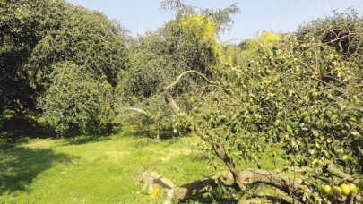 rataul s ripe ambitions