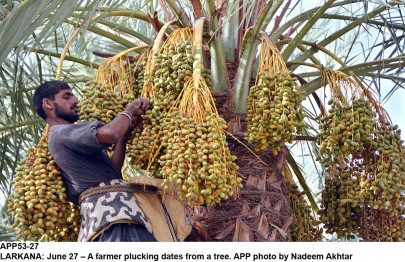 inferior produce substandard dates in ramazan bazaar
