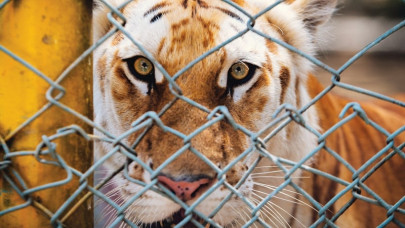 karachi zoo a thousand unspoken words karachi zoo a thousand unspoken words