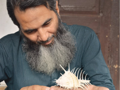 collector by the sea shell shock collector by the sea shell shock