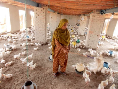 small scale surprises what happened when this chick crossed the road