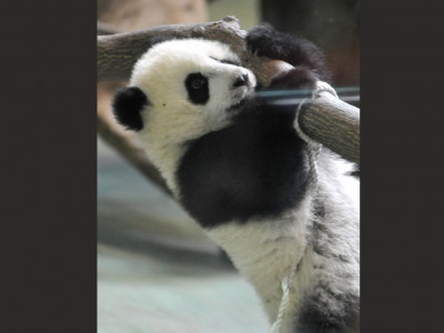thousands celebrate birthday of first taiwan born panda cub