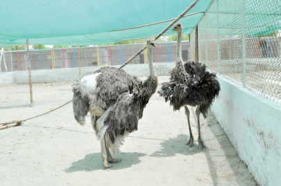 a cagey affair the hyderabad zoo lacks funding and its animals suffer for it