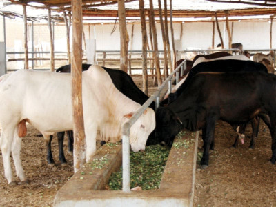 fifth time lucky dairy village still a dream despite four budget allocations fifth time lucky dairy village still a dream despite four budget allocations