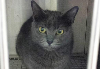 florida cat owners call 911 after russian blue freaked out