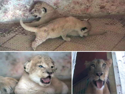 little roars three bouncing baby lions open eyes at private zoo little roars three bouncing baby lions open eyes at private zoo