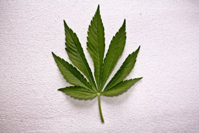 seattle s attorney apologises for taking bags of marijuana to the office