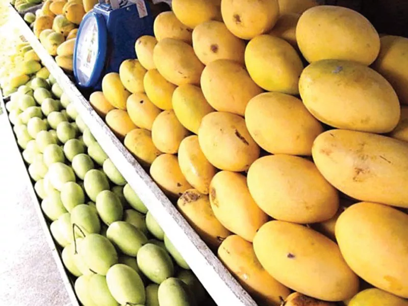 specialised product pakistani mangoes doing well abroad specialised product pakistani mangoes doing well abroad