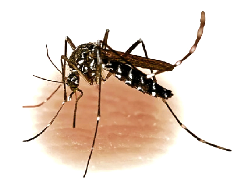 start of the season dengue cases reach 19 in swat