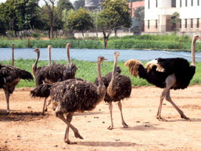 open season president s entourage crushes two ostriches kills one