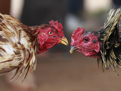 romanian princess admits running cockfighting ring in oregon