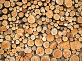 buy forest s services not its timber