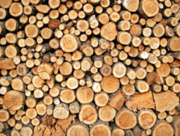timber traders urged to help grow forests